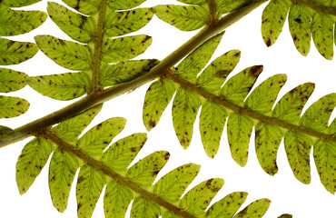 Wall Mural - Backlit macro of detail on wild fern with many dark decay spots. White background
