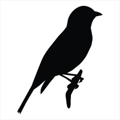 silhouette of a bird