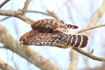 Wall Mural - Red-shouldered hawk on a branch