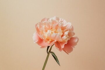 Wall Mural - A single pink flower in a vase sitting on a table