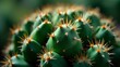 © taezhniy31 - green cactus spines close up