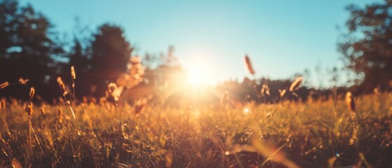 Aufkleber - Golden sunlight shines through a tranquil field at sunset with lens flare effects