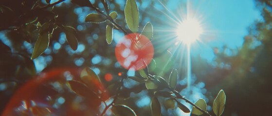 Poster - Lens flare creates vibrant light display among green leaves under bright blue sky