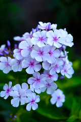 Wall Mural - Pink flowers of the paniculate phlox. Garden flowers.