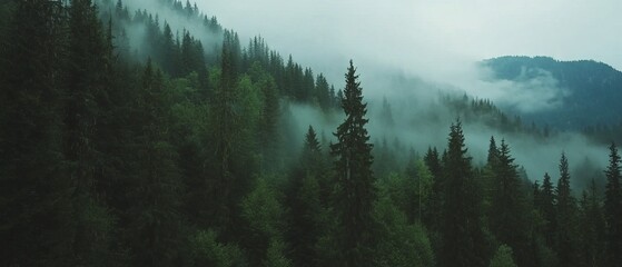 Poster - Mystical forest landscape enveloped in thick fog creating an enchanting and serene atmosphere