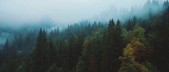 Poster - Mystical forests enveloped in thick fog create an enchanting atmosphere at dawn
