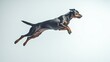 © BerkahStock - Black dog mid-air jump, paws extended, isolated on white background.