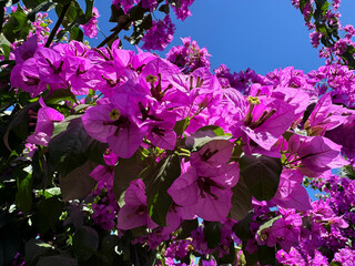 Wall Mural - Paper flowers bougainvillea pink blossom