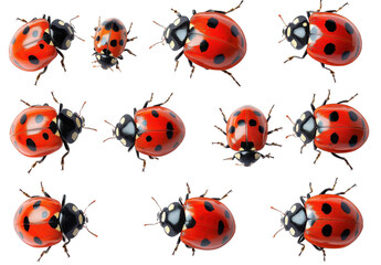 ladybugs collection - red and black insects on white background