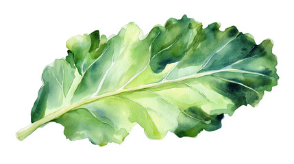 Wall Mural - watercolor illustration of one single green kale leaf isolated on white background