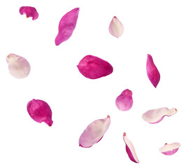 Wall Mural - Beautiful pink Magnolia flower falling in the air isolated on white background. Zero gravity conception