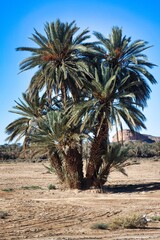 Poster - Todgha Gorges, High Atlas Mountains, Morocco,