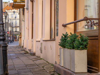 Wall Mural - Christmas trees in a pot as an external decoration on the street in front of the store