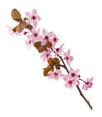 Wall Mural - Blooming of delicate pink flowers falling in the air, isolated on white background. Prunus cerasifera 'Nigra' or Canadian black plum