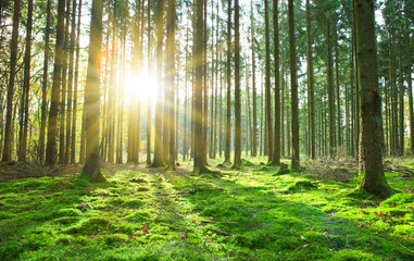 Canvas Print - summer forest with bright sun shining through the trees.