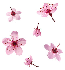 Wall Mural - Blooming of delicate pink flowers falling in the air, isolated on white background. Prunus cerasifera 'Nigra' or Canadian black plum