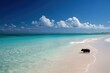 © Serhii - Vibrant Adventure: Playful Swimming Pig at Big Majors Cay Beach in the Beautiful Bahamas