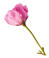 Wall Mural - beautiful blooming of delicate pink sakura flowers falling in the air, isolated on white background.