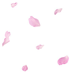 Wall Mural - Beautiful pink petals of Sakura flower falling in the air, isolated on white background. Zero gravity or levitation spring flowers conception, high resolution image
