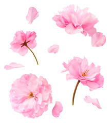 Wall Mural - Beautiful blooming of delicate pink Sakura flowers falling in the air, isolated on white background. Zero gravity or levitation spring flowers conception, high resolution image