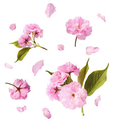 Wall Mural - beautiful blooming of delicate pink sakura flowers falling in the air, isolated on white background.
