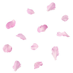 Wall Mural - Beautiful pink petals of Sakura flower falling in the air, isolated on white background. Zero gravity or levitation spring flowers conception, high resolution image