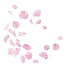 Wall Mural - Beautiful pink petals of Sakura flower falling in the air, isolated on white background. Zero gravity or levitation spring flowers conception, high resolution image