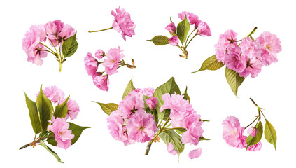 Wall Mural - a creative set with beautiful blooming of delicate pink sakura flowers falling in the air, isolated 