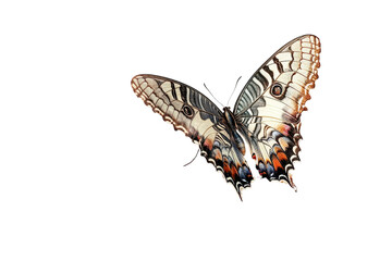 Poster - Colorful butterfly perched above vibrant flowers showing intricate details of wings and nature's beauty in a transparent background