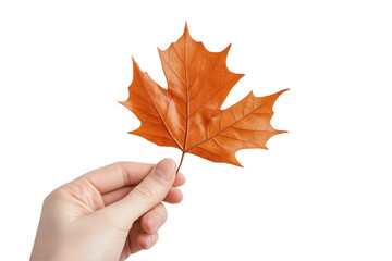 Poster - Hand holding a green leaf against a transparent white background showcasing vibrant natural beauty