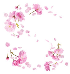 Wall Mural - A creative set with Beautiful blooming of delicate pink Sakura flowers falling in the air, isolated on white background.