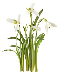 Wall Mural - beautiful snowdrop flower falling in the air isolated on white background.