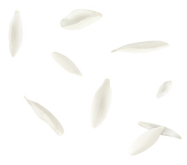 Wall Mural - Beautiful Snowdrop flower falling in the air isolated on white background.