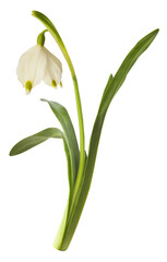 Wall Mural - Beautiful Snowflake flower falling in the air isolated on white background. Zero gravity or levitation concept