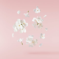 Wall Mural - Fresh lilac blossom, Beautiful white lilac flowers falling in the air isolated on pink background. Zero gravity or levitation spring flowers conception, high resolution image