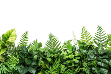 Poster - Vibrant green foliage arrangement with various leaves and ferns set against a transparent background perfect for design projects