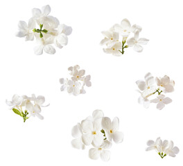 Wall Mural - Fresh lilac blossom, Beautiful white lilac flowers falling in the air isolated on white background. Zero gravity or levitation spring flowers conception, high resolution image