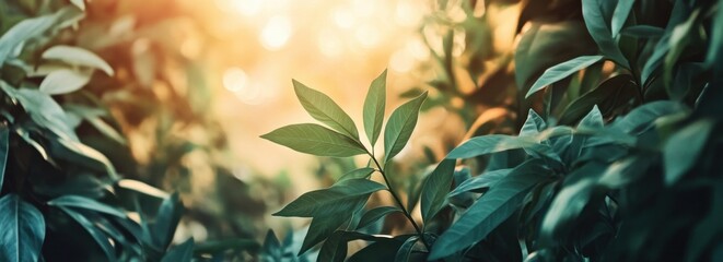 Wall Mural - green leaves with a blurred background banner for a nature concept and environmental theme backgroun