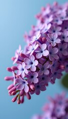 Poster - Close-up of delicate lilac blossoms against a soft blue background.  The vibrant purple flowers are in full bloom, showcasing their intricate details.
