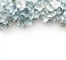 Wall Mural - Close-up of a small bouquet of white plumbago or Cape leadwort flowers isolated on a transparent background