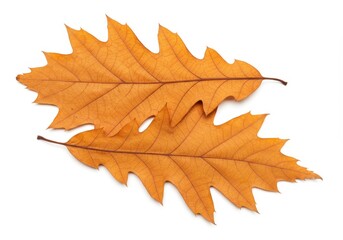 a pair of dried oak leaves with a warm orange-brown hue, showing their textured veins and natural ed