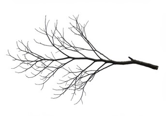 A long dry tree branch with multiple thin offshoots isolated on white background