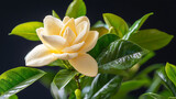 beautiful yellow gardenia flower surrounded by lush green leaves, showcasing its delicate petals and vibrant foliage