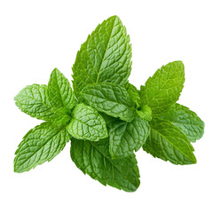 Wall Mural - Fresh mint leaves isolated on a transparent background ideal for culinary use or herbal remedies, fresh mint leaves isolated on transparent background