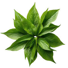 Wall Mural - a vibrant arrangement of large. green leaves. radiating outward in a star-like formation against a clean. white background the leaves appear fresh and healthy. emphasizing their natural beauty and pot