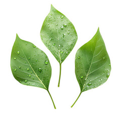 Wall Mural - three vibrant green leaves with droplets of water on them. arranged artistically against a clean white background this composition emphasizes the freshness and beauty of nature. making it suitable for