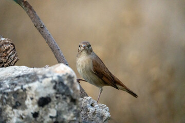 common nightingale (luscinia megarhynchos) photographed in spain