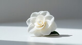 Close up of a single, elegant white gardenia flower.  Pure, serene, and sophisticated.
