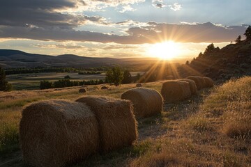 Poster - Golden sunlight shines over hay bales in a rural landscape during sunset with rolling hills and cloudy sky. Generative AI