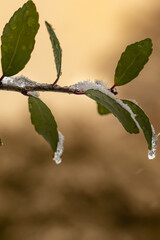 Wall Mural - leaves after freezing temperatures